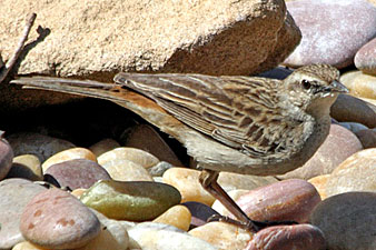 Rufous Songlark