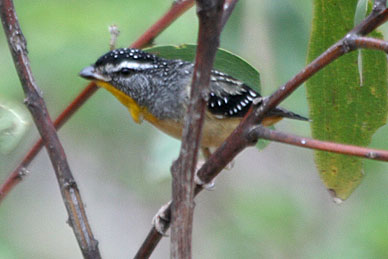 Spotted Pardalote