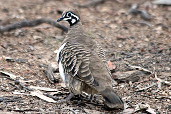 Squatter Pigeon