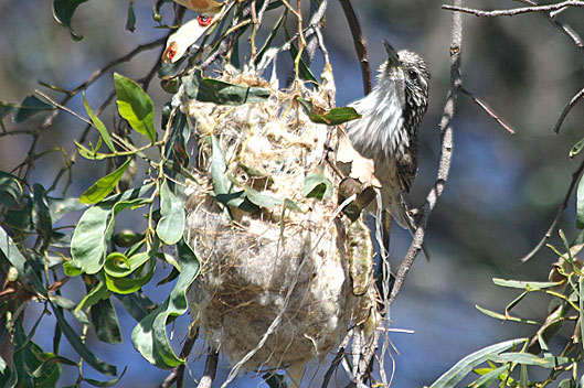 Striped Honeyeater