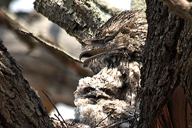 Tawny Frogmouth