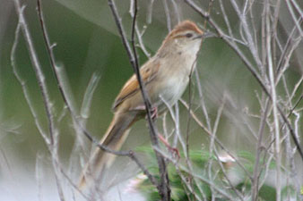 Tawny Grassbird