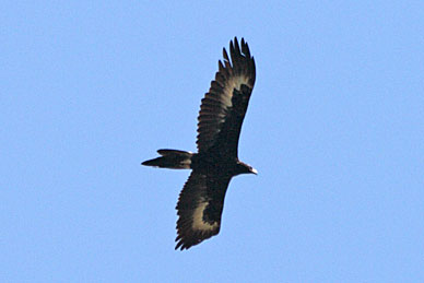 Wedge-tailed Eagle