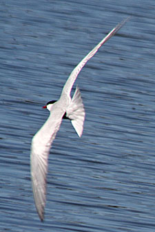 Whiskered Tern