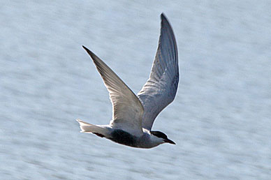 Whiskered Tern
