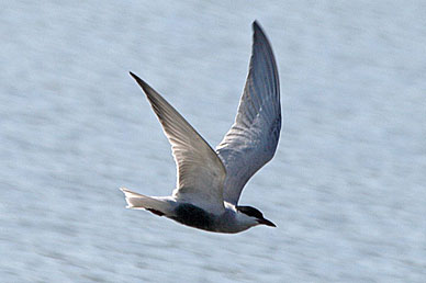 Whiskered Tern