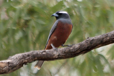 White-browed Woodswallow