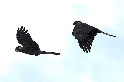 Yellow-tailed Black Cockatoo