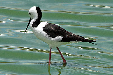 Black-winged Stilt