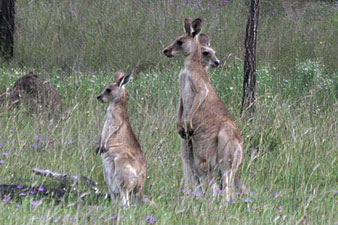 Eastern Grey Kangaroo