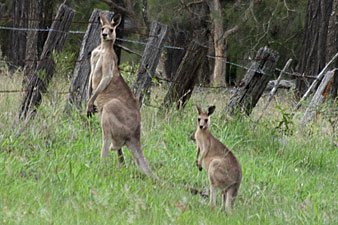 Eastern Grey Kangaroo