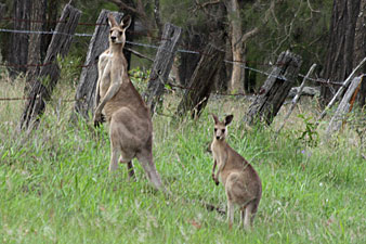 Eastern Grey Kangaroo