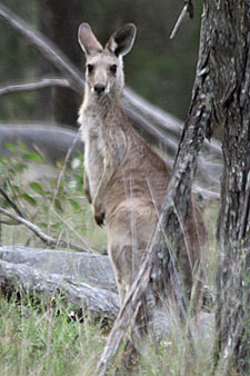 Eastern Grey Kangaroo