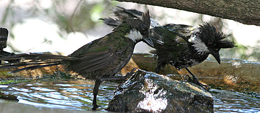 Eastern Whipbird