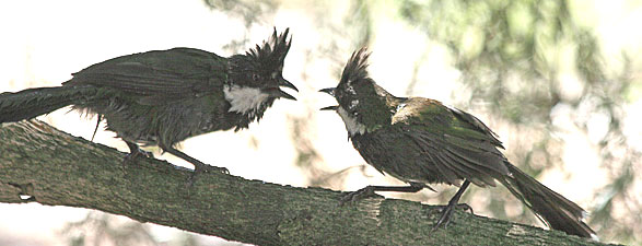 Eastern Whipbird