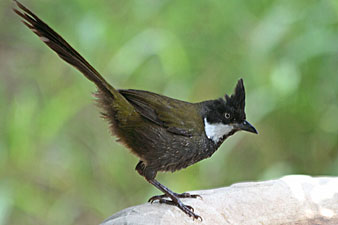 Eastern Whipbird