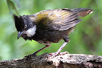 Eastern Whipbird