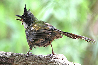 Eastern Whipbird