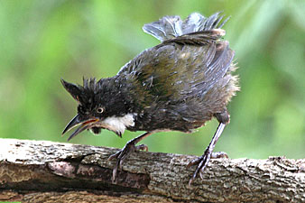 Eastern Whipbird