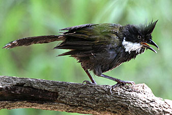 Eastern Whipbird