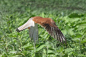 Nankeen Kestrel