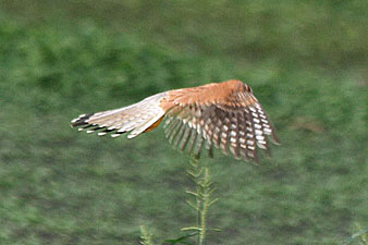 Nankeen Kestrel