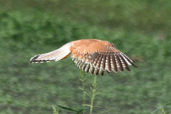 Nankeen Kestrel