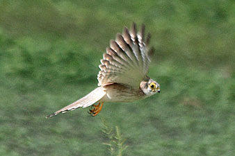 Nankeen Kestrel