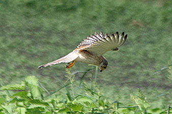 Nankeen Kestrel