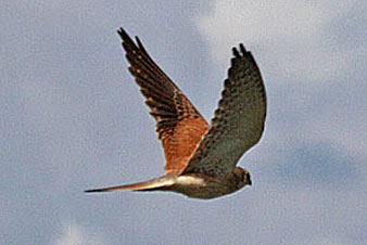 Nankeen Kestrel