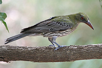 Olive-backed Oriole