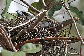 White-browed Woodswallow