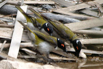 White-naped Honeyeater