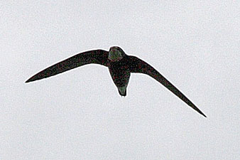 White-throated Needletail