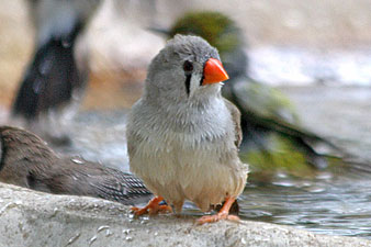 Female Zebra Finch