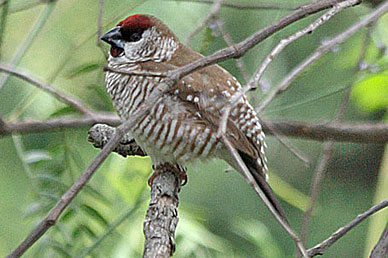 Plum-headed Finch