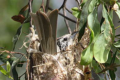 Striped Honeyeater