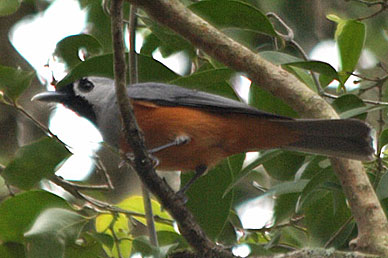 Black-faced Monarch