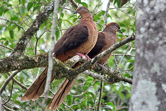 Brown Cuckoo-dove