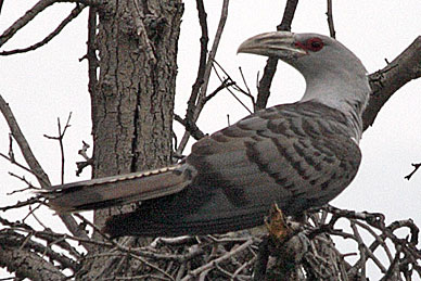 Channel-billed Cuckoo