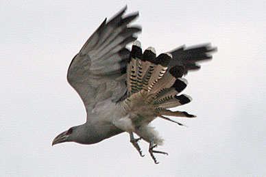 Channel-billed Cuckoo