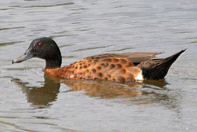 Chestnut Teal