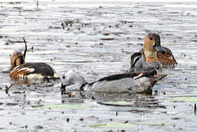 Cotton Pygmy Goose and Wandering Whistling Duck