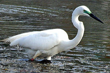 Great Egret