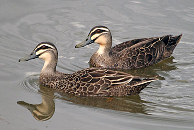 Pacific Black Duck