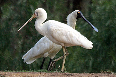 Yellow-billed Spoonbill and Royal Spoonbill
