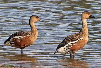 Wandering Whistling Duck