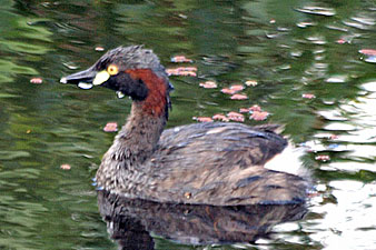 Australasian Grebe