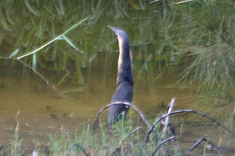 Black Bittern