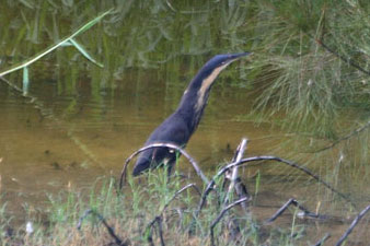 Black Bittern